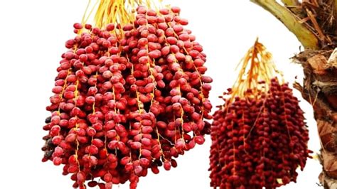 TENDER LEAVES Full-Sun-Exposure-Live Rare Tissue Culture Date Palm ...