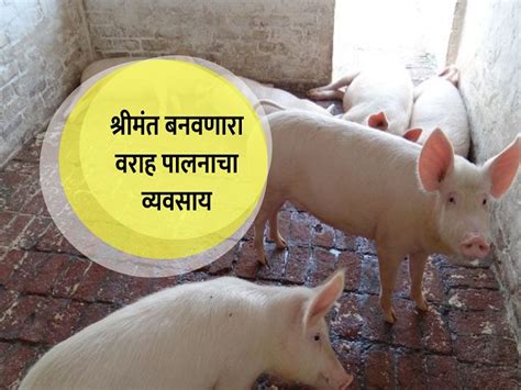वराह पालनातून व्हा मालामाल; कमी वेळात अधिक मिळेल नफा