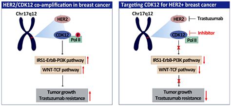 Novel 2,6,9-Trisubstituted Purines as Potent CDK Inhibitors Alleviating ...