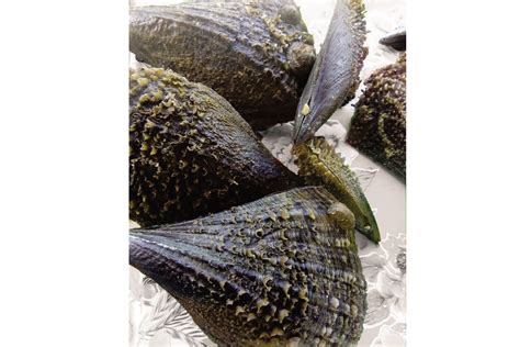 Establecimiento de veda para Callo de Hacha | Instituto Nacional de ...