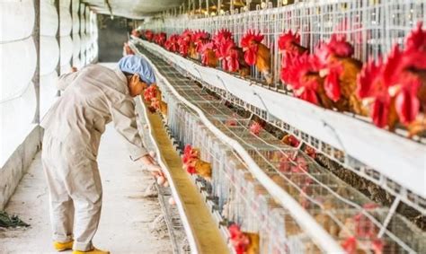 养鸡场建设方案，建设之前要确定好销售方向 - 农敢网