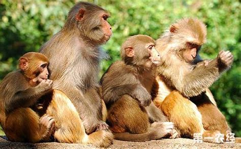 猴子的种类有哪些？猴子种类图片大全 - 养殖技术 - 第一农经网