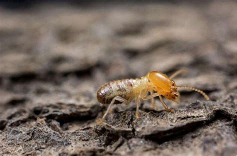 白蚁会对人类生活产生什么样的危害?看到白蚁该怎么办?-上海帮庭环境科技有限公司