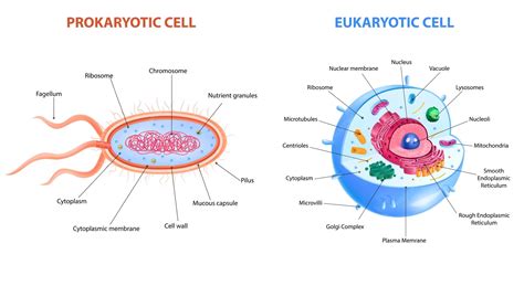 Eukaryotic Cell Parts And Their Functions at Erik Suzuki blog