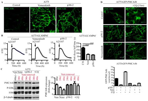 P38 MAPK Promotes Migration and Metastatic Activity of BRAF Mutant ...