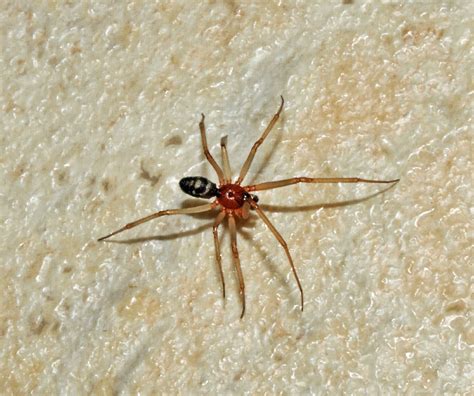 Steatoda Spider