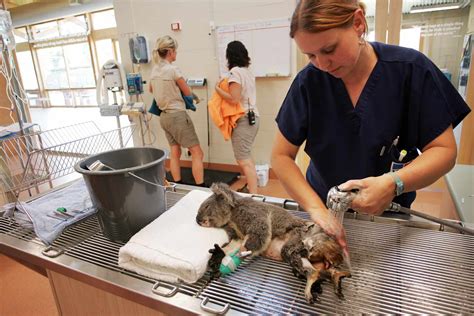 What Animals Do Vet Nurses Work With at Jessica Dell blog