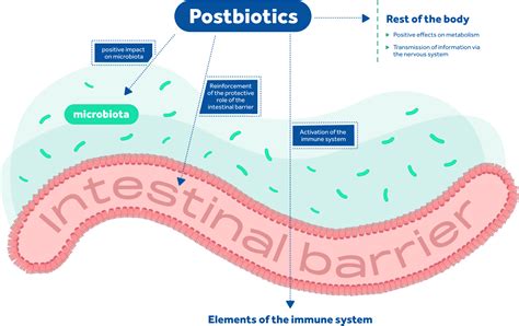 What are postbiotics? - About postbiotics