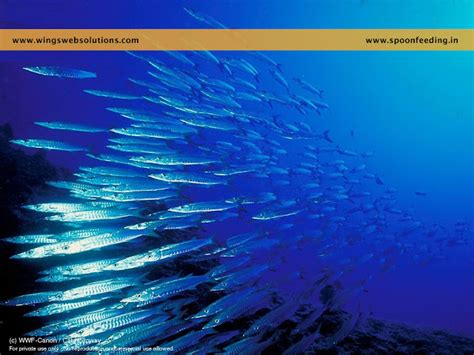 What is Biodiversity? - Why is Biodiversity Important? - Download ...