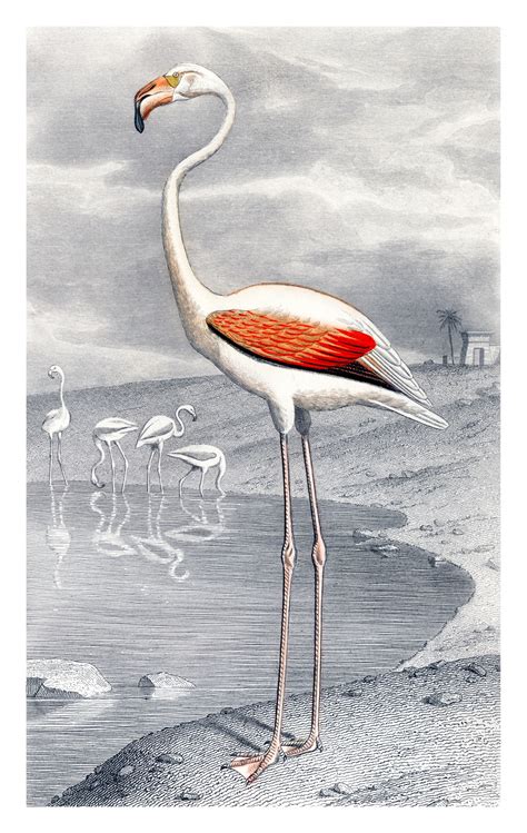 Flamingo Illustration Old Vintage Free Stock Photo - Public Domain Pictures