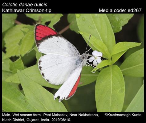 Colotis danae | Butterfly