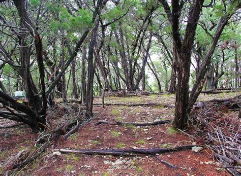 Oak Hill Austin Texas Art Real Estate And News