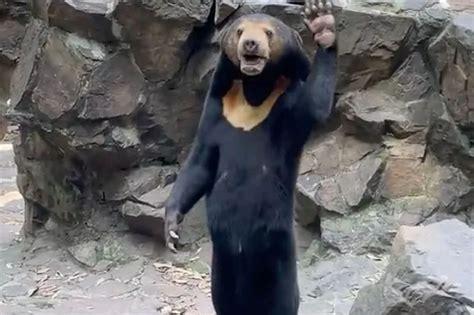Bear Waving Gif