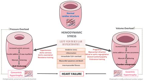 Exercise Effects on Left Ventricular Remodeling in Patients with ...