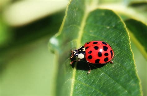 Bugs That Look Like Ladybugs