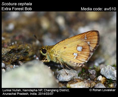 Scobura cephala (Hewitson, 1876) - Extra Forest Bob | Butterfly