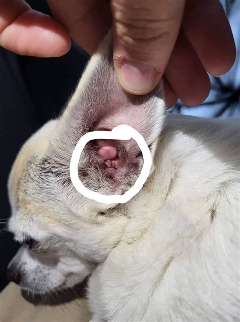 Understanding Dog Ear Tumors