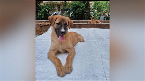 Mumbai News: 15 Days On, Mulund Police Fail To Register FIR Against 80 ...