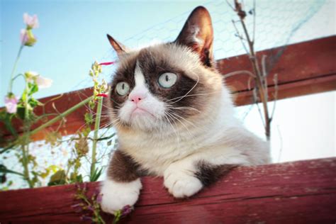 What Are Grumpy Cats Called at Will Mcguirk blog