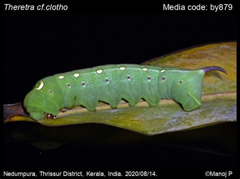 Theretra clotho (Drury, 1773) - Common Hunter Hawkmoth | Moths