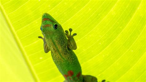 Wallpaper gold dust day gecko, gecko, lizard, reptile, leaf, green hd ...