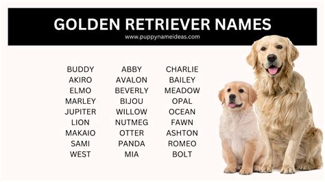 445+ Golden Retriever Names (With Meanings)