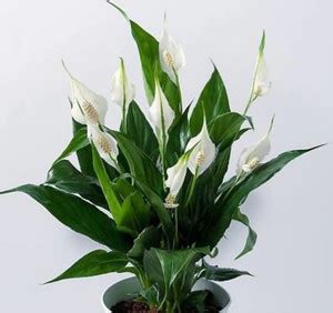 Click to buy Peace Lily Plant Price in India - Buy Click to buy Peace ...