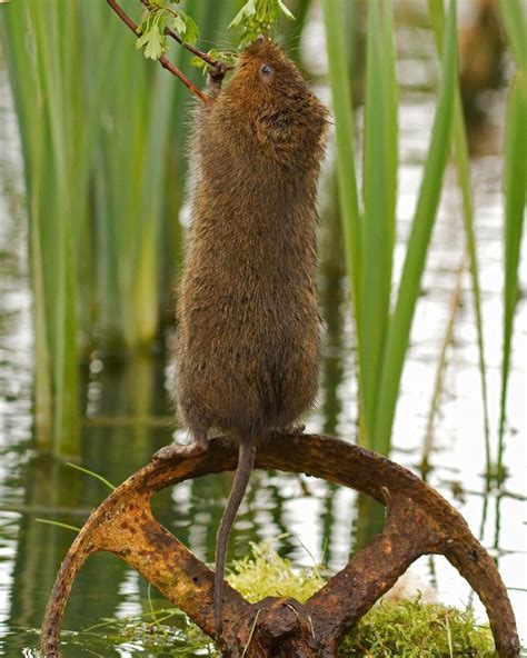 Did you know voles can stand up? Seems like a really dumb thing for them to be doing, probably ...