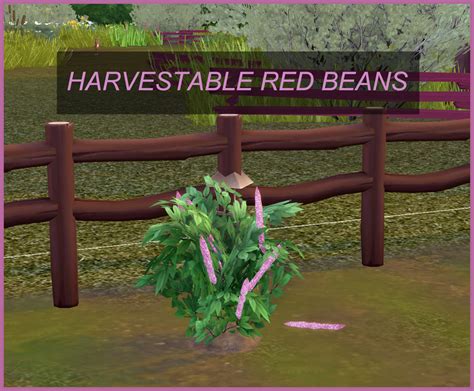 RED BEAN HARVESTABLE (ADZUKI BEAN) – icemunmun
