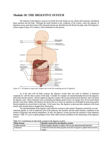 Module 10 - Digestive System - Module 10: THE DIGESTIVE SYSTEM The function of the digestive ...