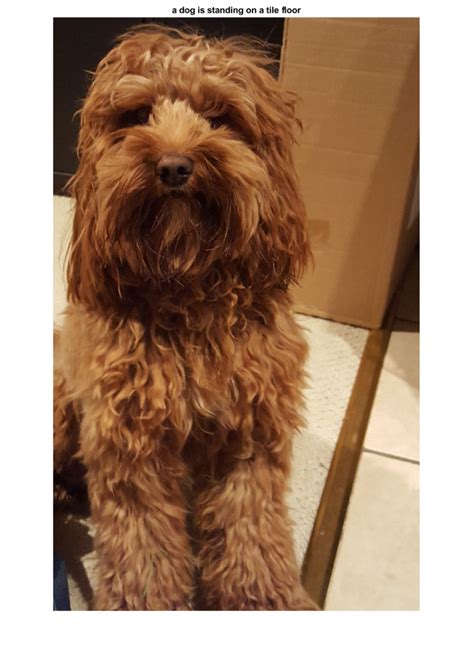 Deep Learning Model Animal Behvaior 的图像结果