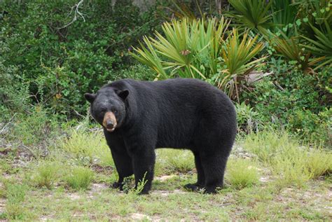 Florida conservationists protest FWC’s bear hunting proposal
