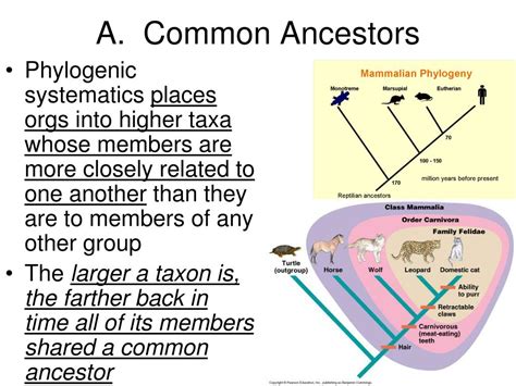 Image result for Classification Chart Maker