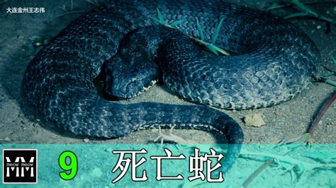 世界十大剧毒蛇排名 眼镜王蛇仅第十,第一可杀死20万只老鼠_动物之最_第一排行榜