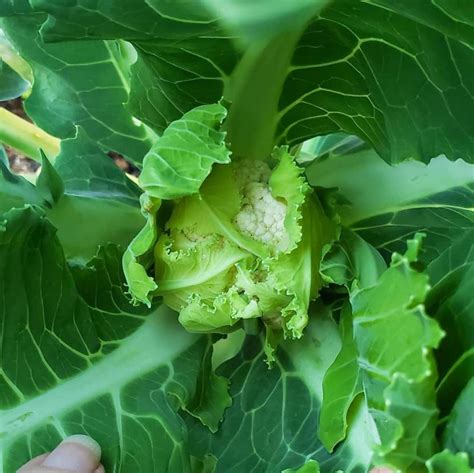 VibeX ® XLR-245 Pusa Hybrid Cauliflower Seed Seed Price in India - Buy ...