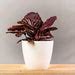 Calathea Roseopicta Dottie 5inch Rounda — Plan A Plant