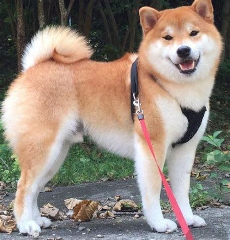 Important akita dog breed facts you should know – Artofit