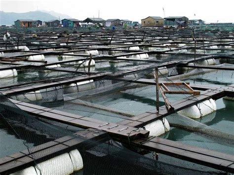 中国渔网和水产养殖网箱市场的消费量将达到926.87千吨_安徽