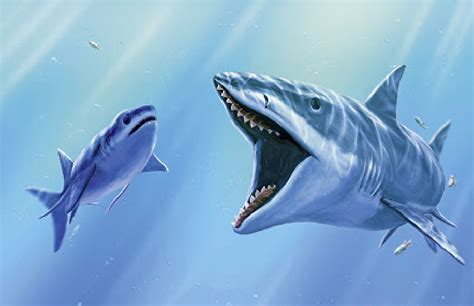 旋齿鲨（Helicoprion）的两张图文介绍，转载的-动物的心我懂-搜狐博客