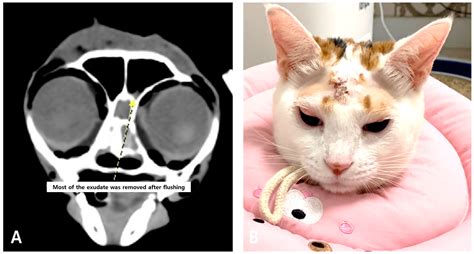 Frontal Sinus Trephination and Repeated Irrigation in a Cat with Chronic Rhinosinusitis: A Case ...