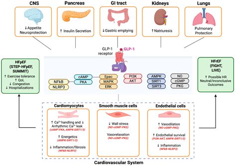 GLP-1 Receptor Agonists in Heart Failure