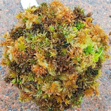 Live Sphagnum Moss Fall Fruit Fuzzy Maine Fresh Cleaned Bonsai ...