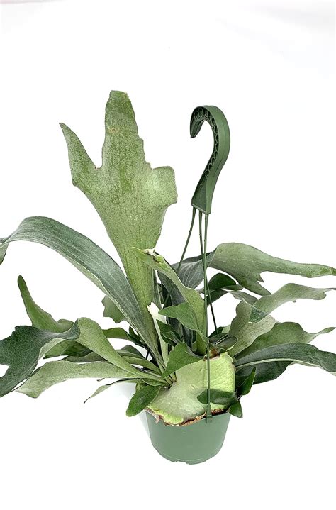 Staghorn Fern Platycerium Netherlands Rooted In 6 Hanging Pot ...