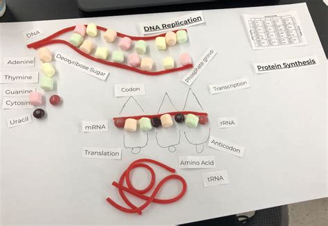 Semi Conservative DNA Replication Model Project 的图像结果
