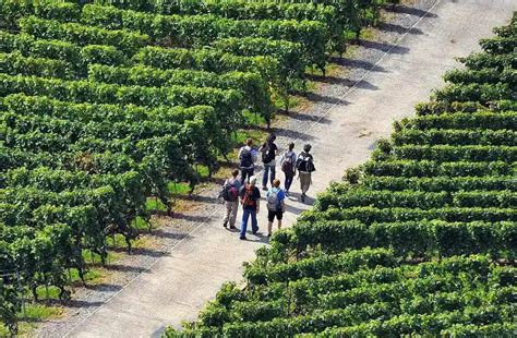 Swiss Wine Tasting in Lavaux Vineyards from Zurich - Klook India