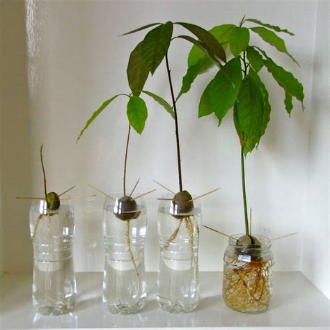 Avocado Growing Indoors From Seed