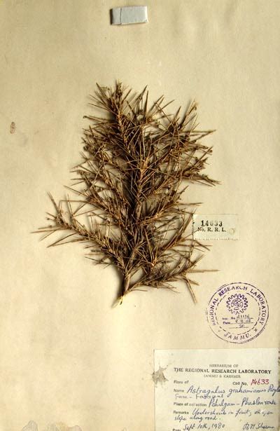 astragalus_grahamianus.