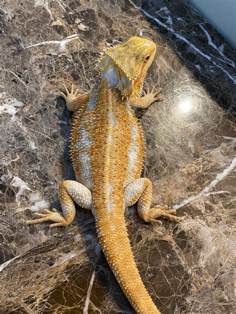Bearded Dragon Morph in Question? - Bearded Dragons - MorphMarket ...