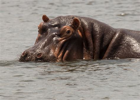 Image result for Hippo vs Python