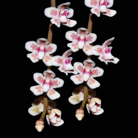 Exotic Rare Orchids: A Care Guide | Orchid Tree – Orchid-Tree